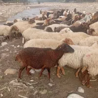 گوسفند های جنگل ی مشتری واقعی  فقط تماس بگیرید