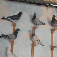 سبز آلمانی|پرنده|مشهد, امیر آباد|دیوار