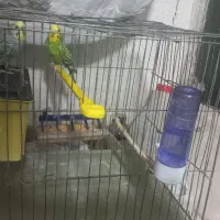 یه جفت مرغ عشق بالغ معاوضه طوطی برزیلی|پرنده|اسلامشهر, شهرک واوان|دیوار