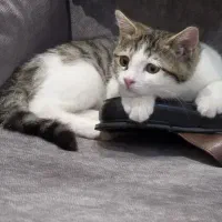 بچه گربه خوشگل ۳ماه dsh