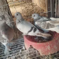 کبوتر ترکیه ای