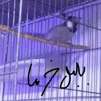 فنج سفید. زبرا .نرگسی. بنگالی|پرنده|آستانه اشرفیه, |دیوار