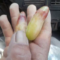 gareap|عمده‌فروشی|بافت, |دیوار