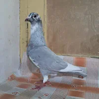 قره الماسی ماده
