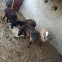 دو راس گوسفند|حیوانات مزرعه|زرندیه, |دیوار