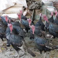 بوقلمون۲ساله سنگین|حیوانات مزرعه|سقز, |دیوار