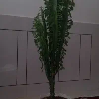 گل کاکتوس وگل دیفنباخیاهرعدد۷۵۰هزارتومان