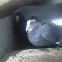 سیاه پلنگ رسمی شیرازی|پرنده|کرمان, |دیوار