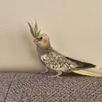 جوجه عروس هلندی