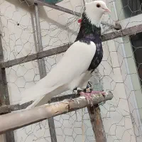 طوقی ۵۰جفت|پرنده|شاهین‌شهر, عطار|دیوار