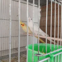 عروس هلندی مولد جوان و سرحال