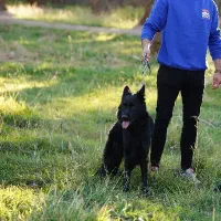 سگ ژرمن مو بلند