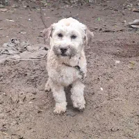 واگذاری شیزو تریر نر۸ ماهه واکسن خورده با شناسنامه