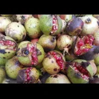 انار ترش ارزان