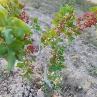 باغ پسته|فروش زمین و ملک کلنگی|جوادآباد, |دیوار