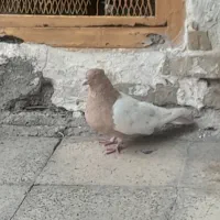 دوعدد کبوتر سینه زرد نر وماده کله سرخ|پرنده|اهواز, سلیم آباد(سه راه خرمشهر)|دیوار
