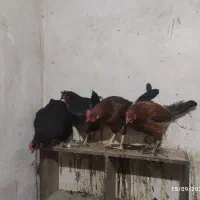 مرغ تخم گذار