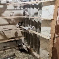 کبوتر