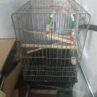 قفس عروس هلندی
