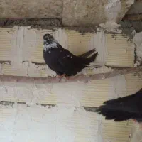 کبوتر|پرنده|لالجین, |دیوار