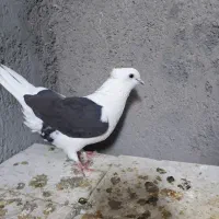 ماده|پرنده|قم, بلوار امین و ساحلی|دیوار