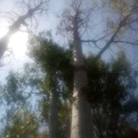 خرید و فروش انواع چوب ودرخت به|خدمات باغبانی و درختکاری|اردبیل, |دیوار