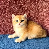 سرزمین گربه های وارداتی