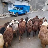 ی تعداد بره نر وماده گوسفند|حیوانات مزرعه|کرمانشاه, |دیوار