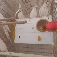 عروس هلندی آلبینو|پرنده|مشهد, امام رضا (ع)|دیوار