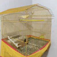 سلام قناری نر جون توپرریزی هستش قیمت توافقی|پرنده|کاکی, |دیوار