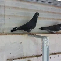 کفتر|پرنده|قم, شهرک امام حسین|دیوار