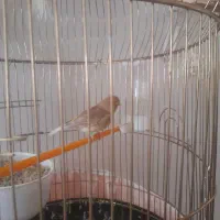 قناری  گلاستر