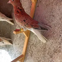 کبوترعطیقه|پرنده|مشهد, هفده شهریور|دیوار