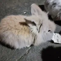 بچه خرگوش 35روزو 45روز