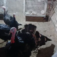 فروش بوقلمون|حیوانات مزرعه|گرگان, |دیوار