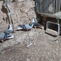 نر بدرنگ دستگردی|پرنده|اصفهان, کشاورزی|دیوار