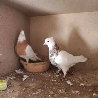 کبوترها فروشی|پرنده|گنبد کاووس, |دیوار