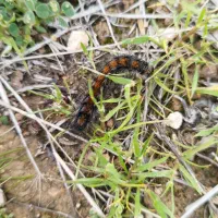 خرگوش دوتا 400