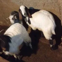 فروش بز پاکستانی نر و ماده