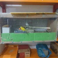 قفس پرنده|لوازم جانبی حیوانات|شادگان, |دیوار