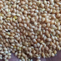 ارزن درشت بوجارشده