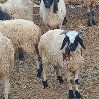 گوسفند فروشی