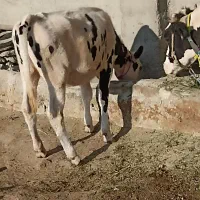 گوساله گاو گوسفند بز بره میش