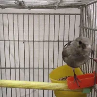 جوجه سهره دورگ بخون دم قیس کش