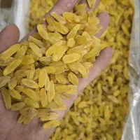 کشمش سبز و آبگیری انواع کشمش|خوردنی و آشامیدنی|رشت, منظریه|دیوار