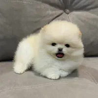 سگ پامر خرسی مستقیم از پرورشدهنده بدون واسطه|سگ|شیراز, باهنر|دیوار