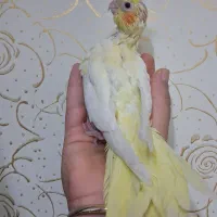 لوتینوزعفرونی فول رام‌و دستی دونه خور لوتینوسرلاکی