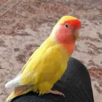 کوتوله صورت هلویی