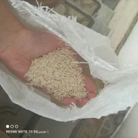 برنج هاشمی تازه  بشرط و فروش نقد|عمده‌فروشی|آستارا, |دیوار