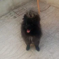 سگ پامر خرسی یک سال وسه  ماهه
